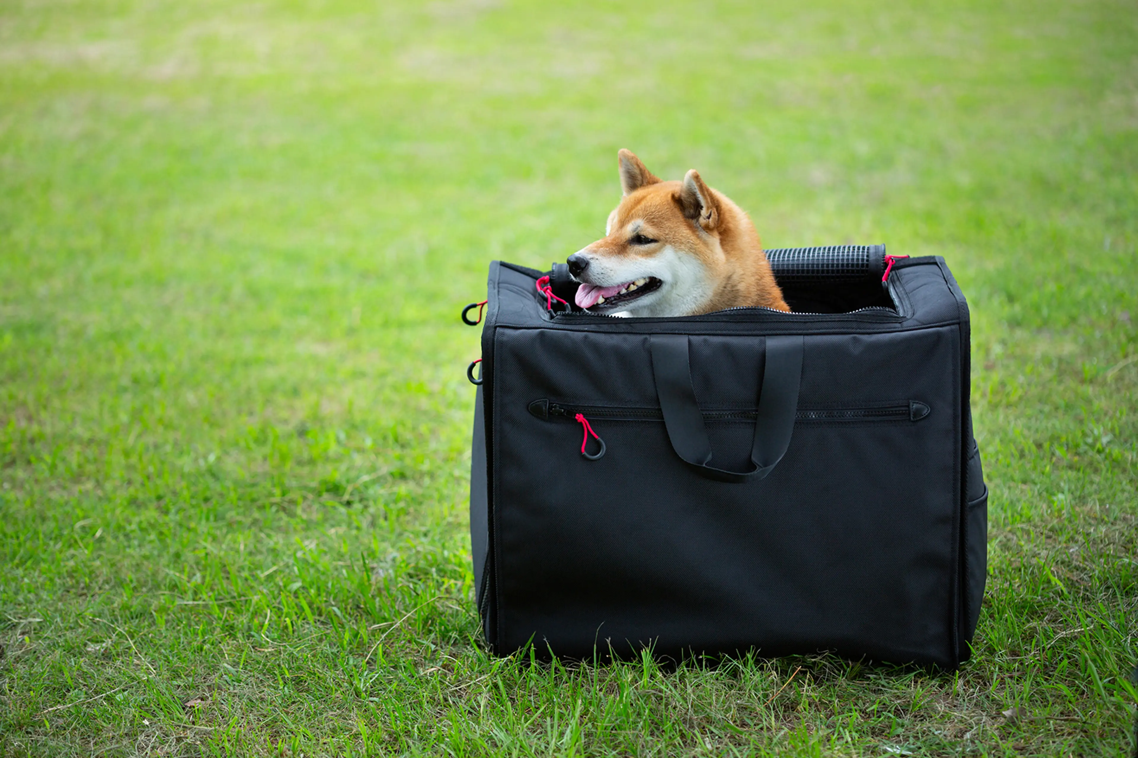 Celltei (セルティ) Lサイズ ペット用キャリーリュック 小型、中型犬 Celltei (セルティ) Lサイズ ペット用キャリーリュック 小型、中型犬