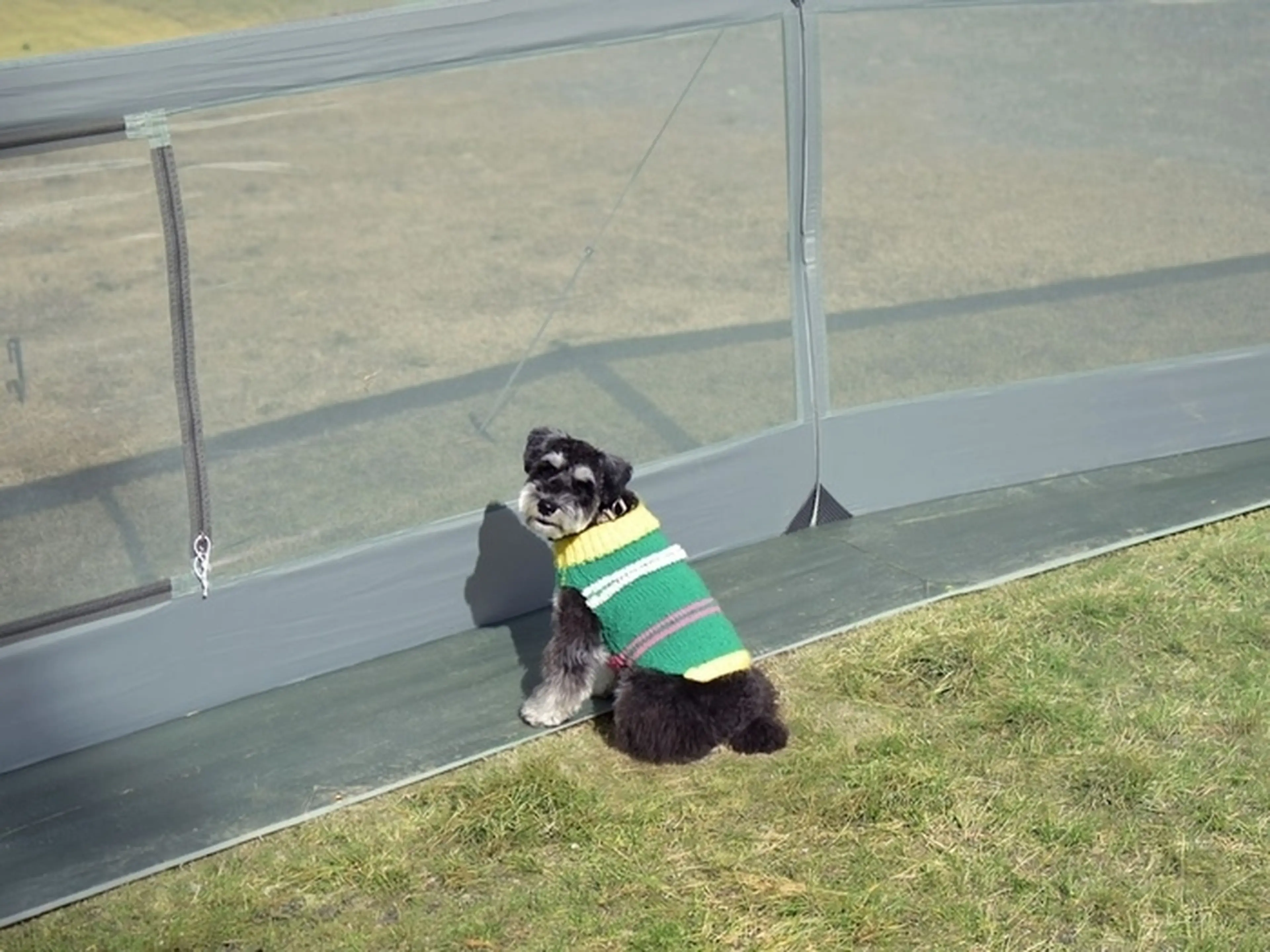 道草飯店の新型テント